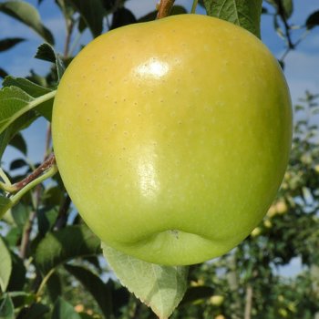 APPLE FRESH (Golden Reinders)