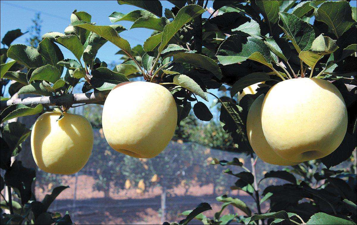 APPLE FRESH (Ruixue)