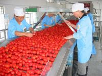 APPLE PROCESSED (Malus species)