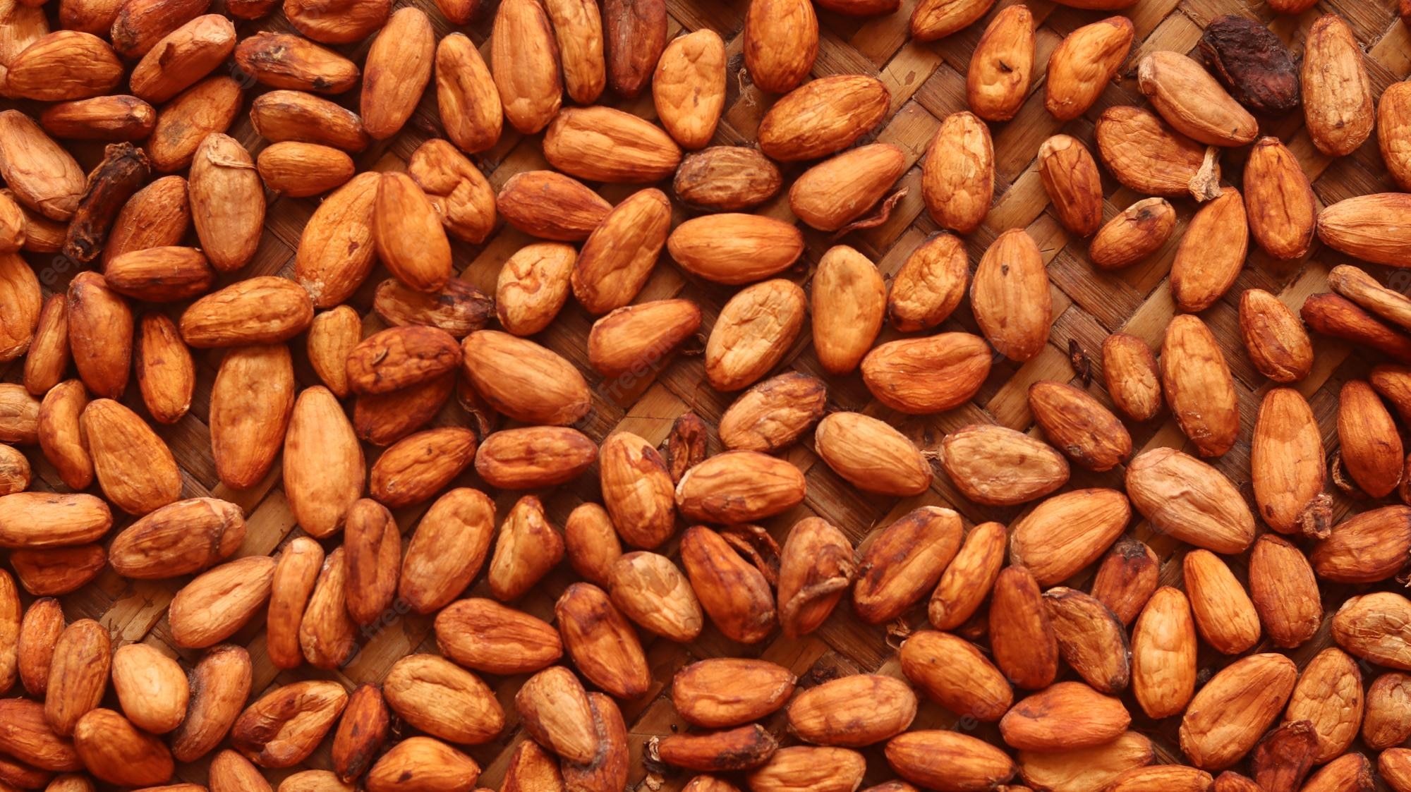 COCOA BEANS (S. cerevisiae fermented and dried)