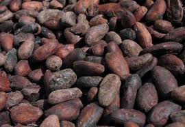 ROASTED COCOA BEANS