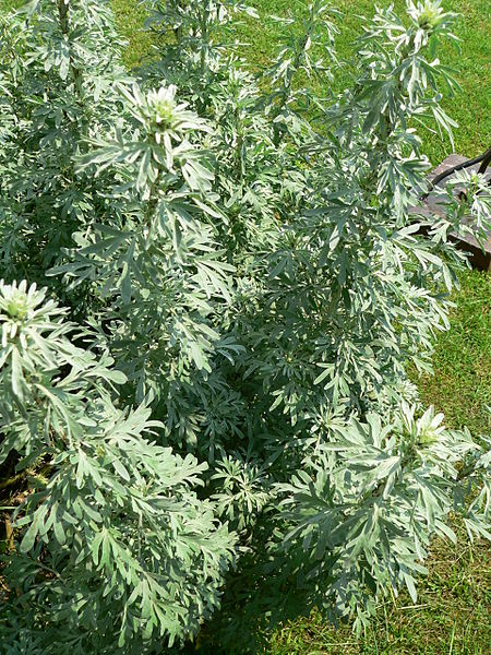 WORMWOOD OIL (Artemisia absinthium L.)