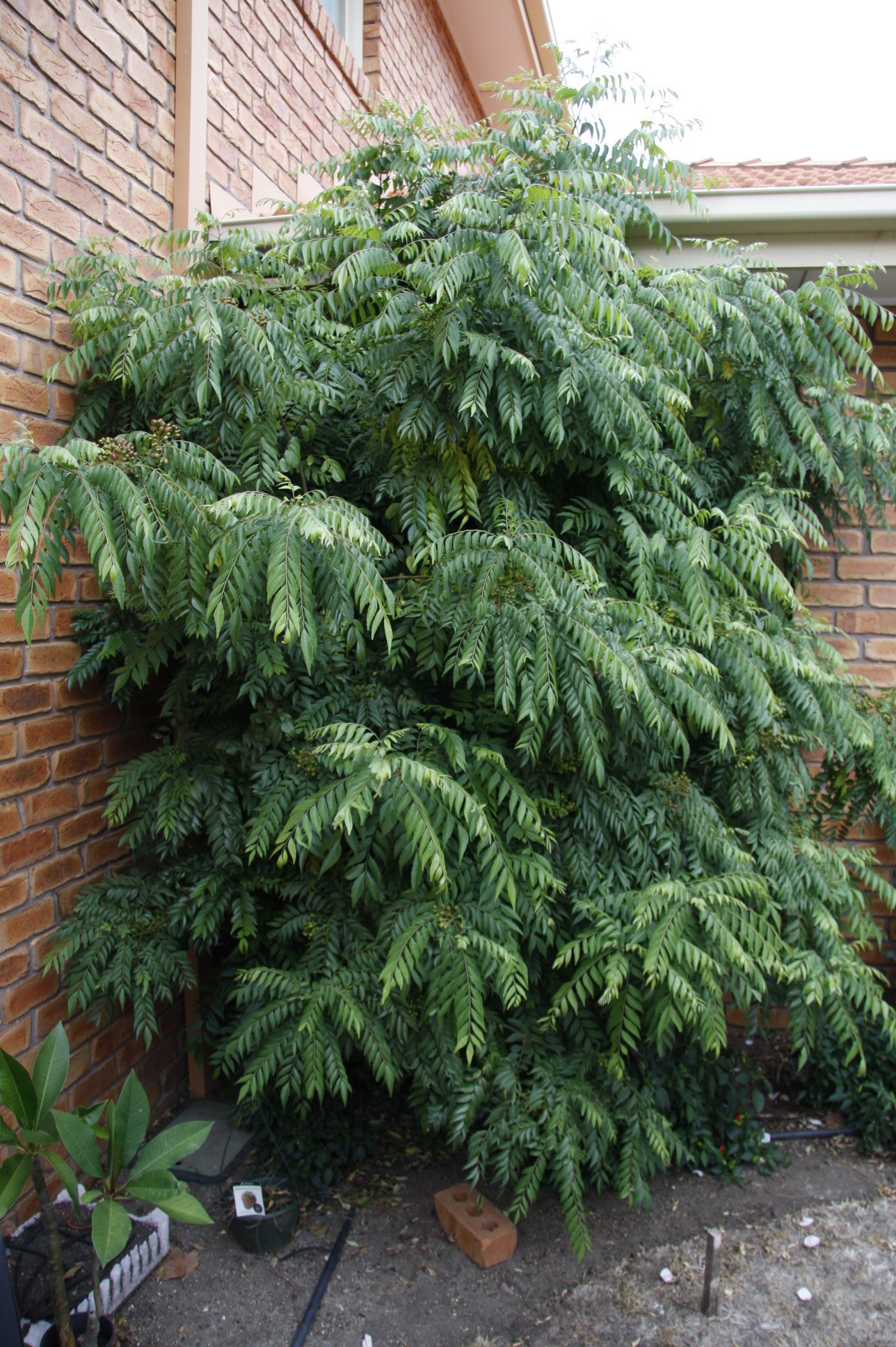 CURRY (Bergera koenigii L.)