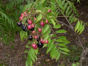 CURRY FRUIT OIL (Bergera koenigii L)