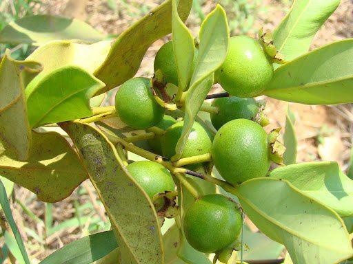 GABIROBA (Campomanesia xanthocarpa)