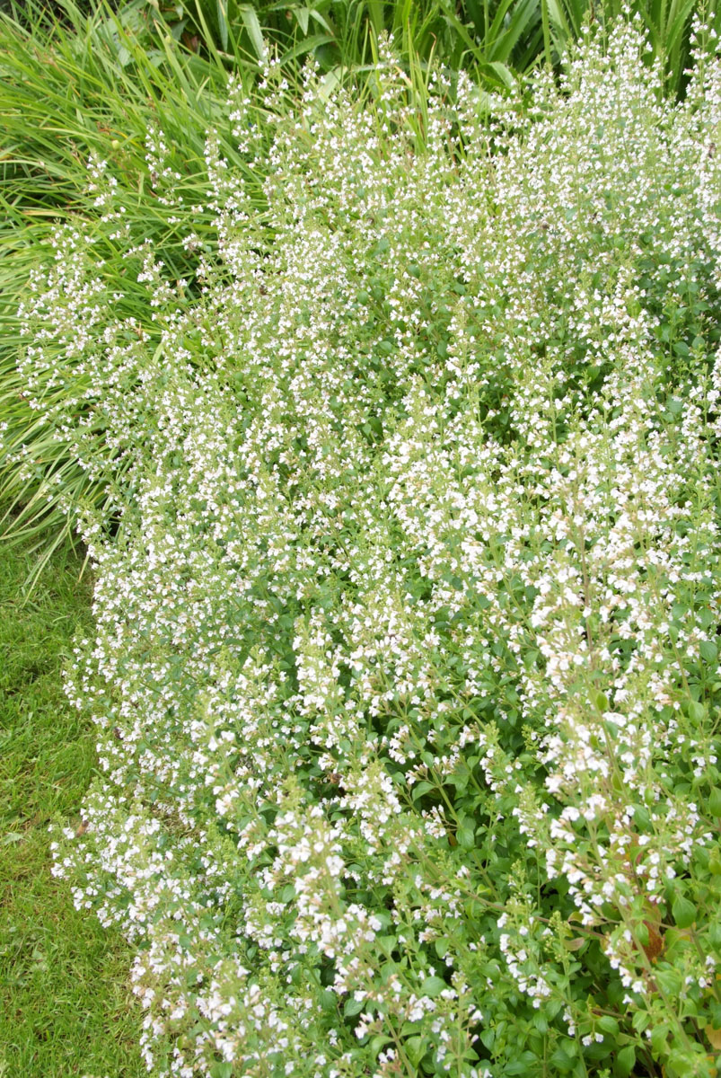 CALAMINTHA NEPETA OIL