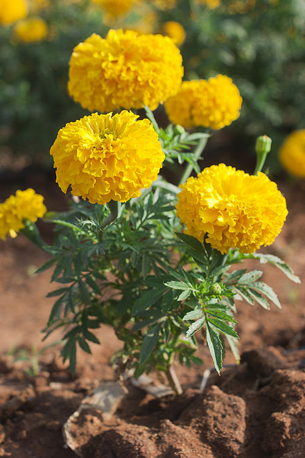 TAGETES