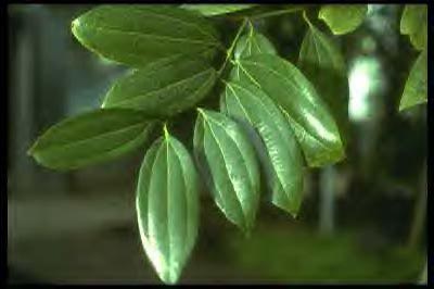 CINNAMON LEAF (Cinnamomum zeylanicum Blume)