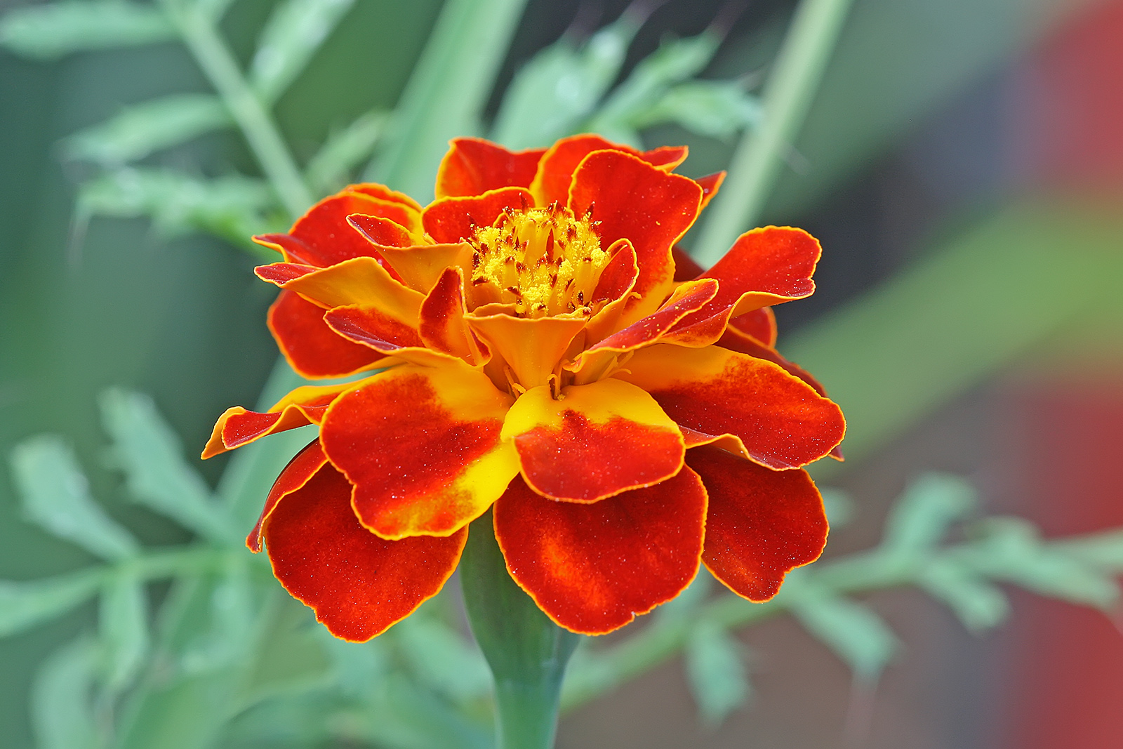 TAGETES PATULA OIL