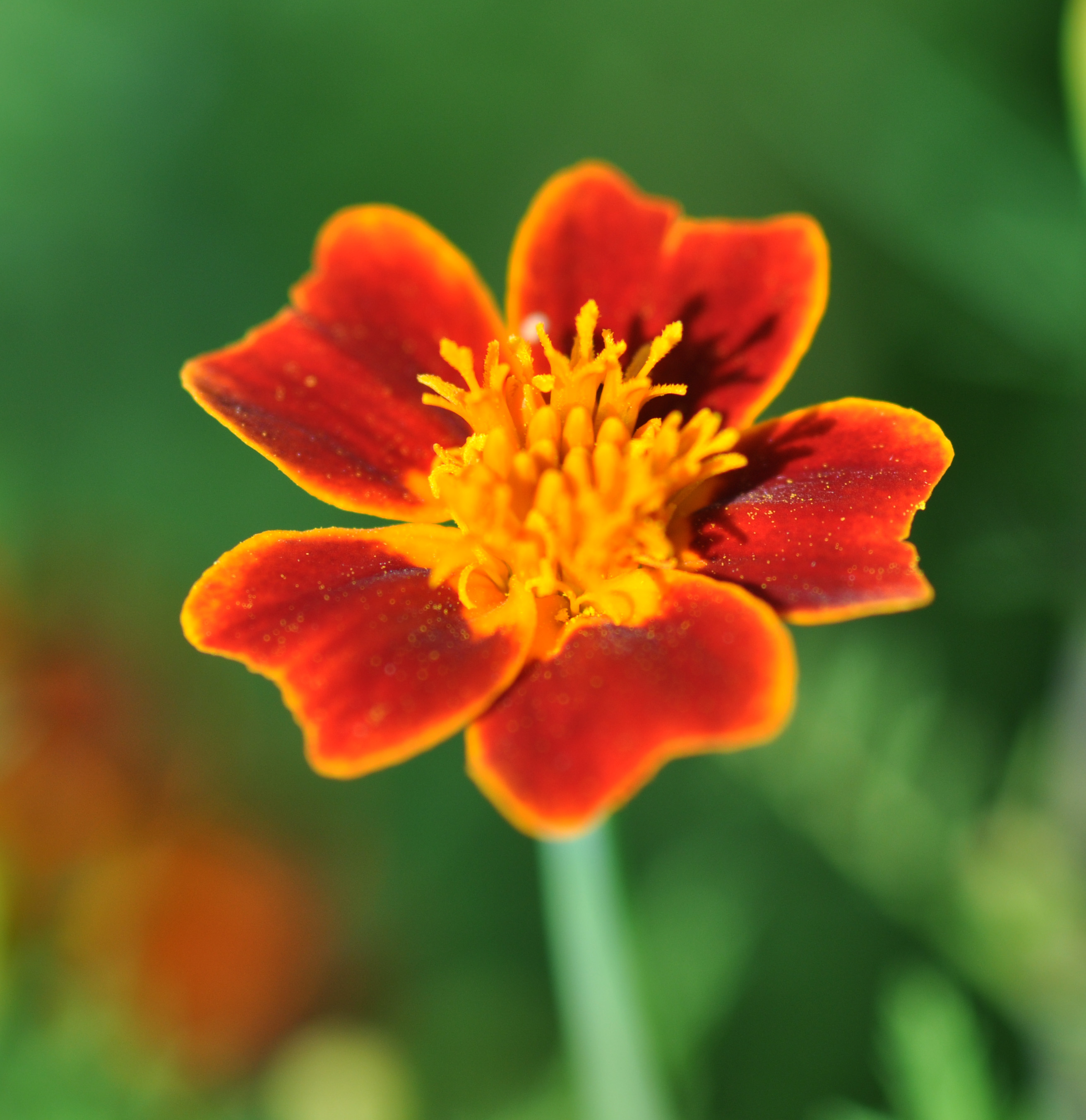 TAGETES TENUIFOLIA OIL