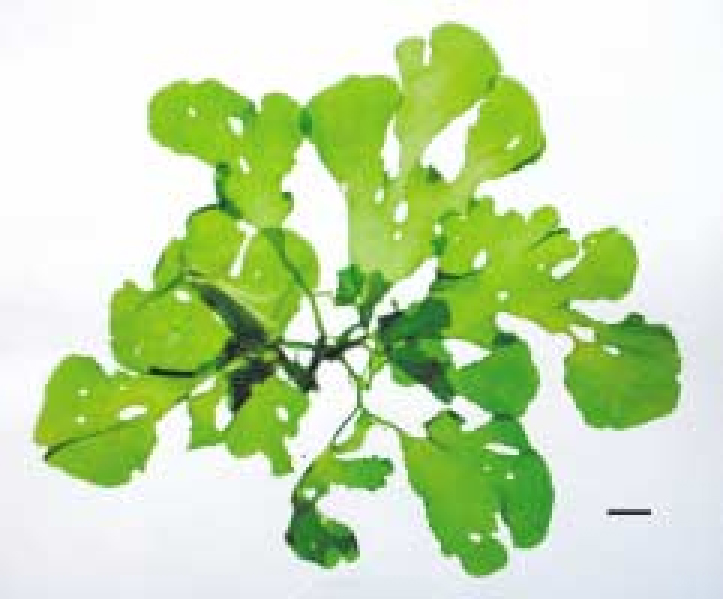 GREEN ALGEA (ulva pertusa)