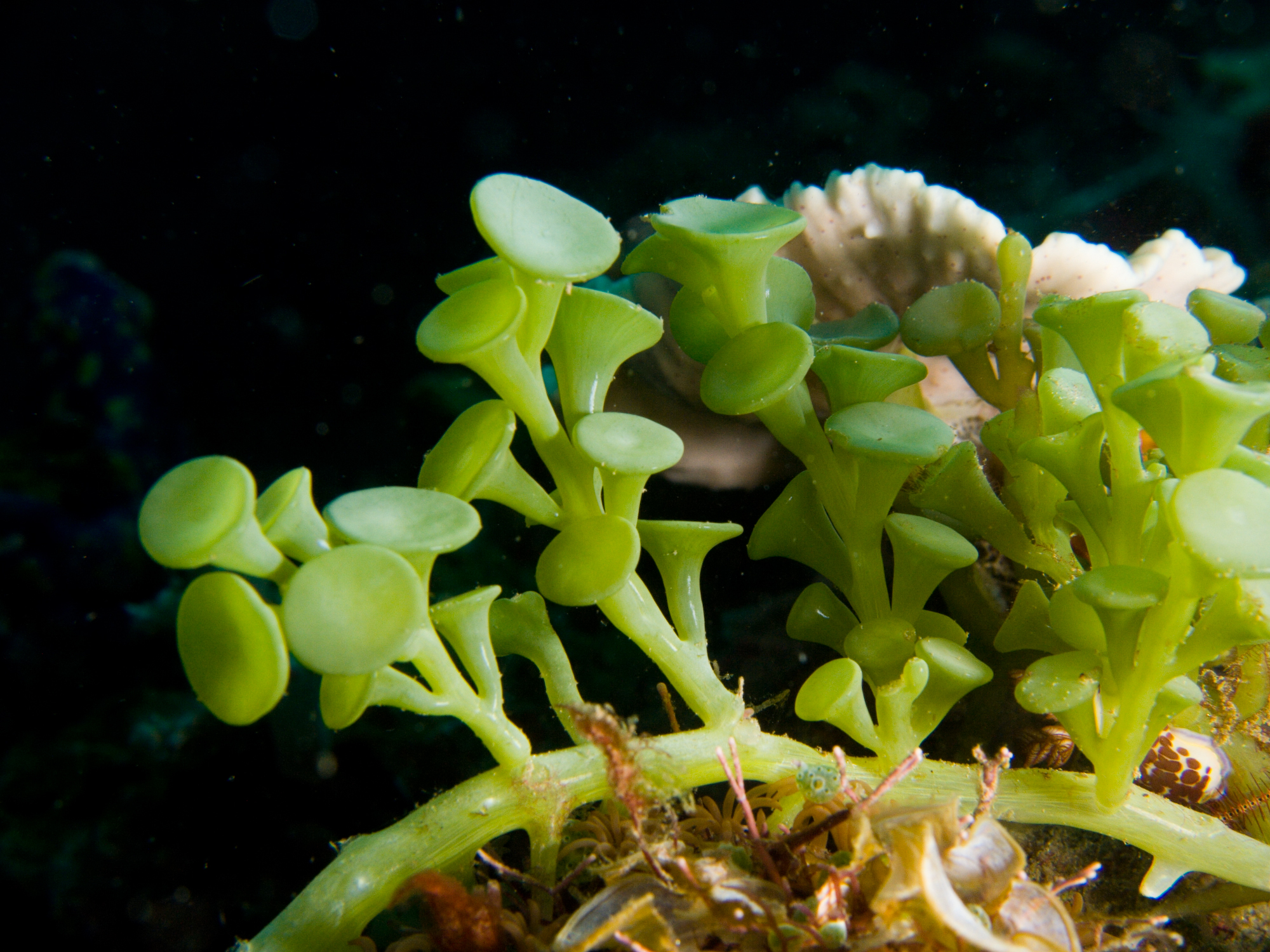 GREEN ALGAE (caulerpa racemosa)