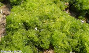 GREEN ALGEA (boodlea coacta)