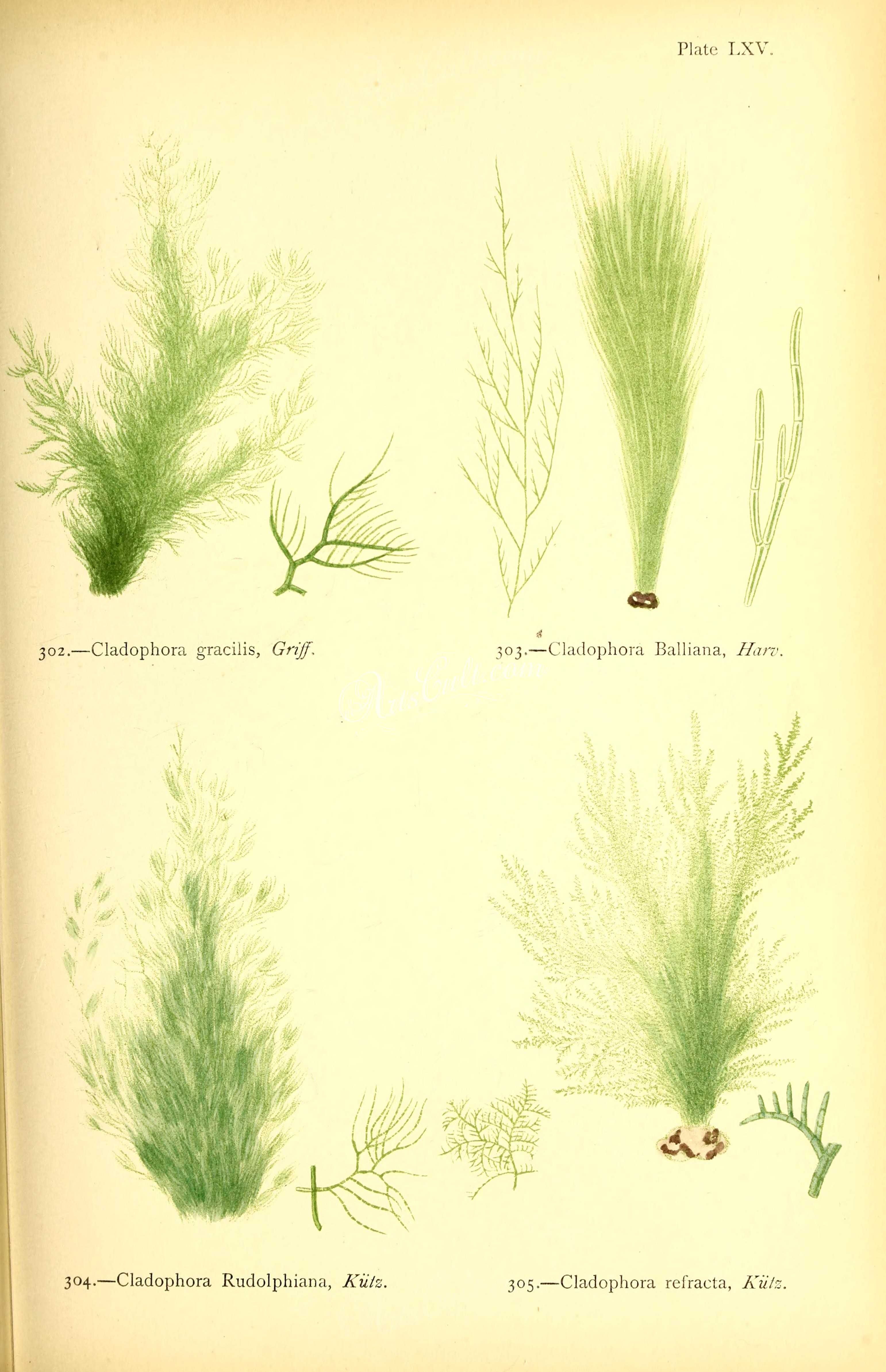 GREEN ALGAE (cladophora rudolphiana)