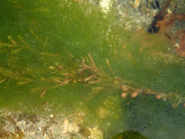 GREEN ALGAE (enteromorpha clathrata)