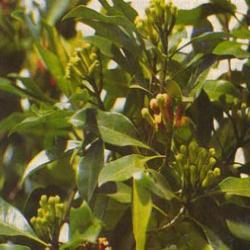 CLOVE LEAF