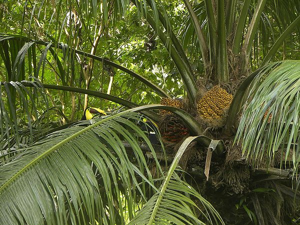 PALM OIL (elaeis oleifera)