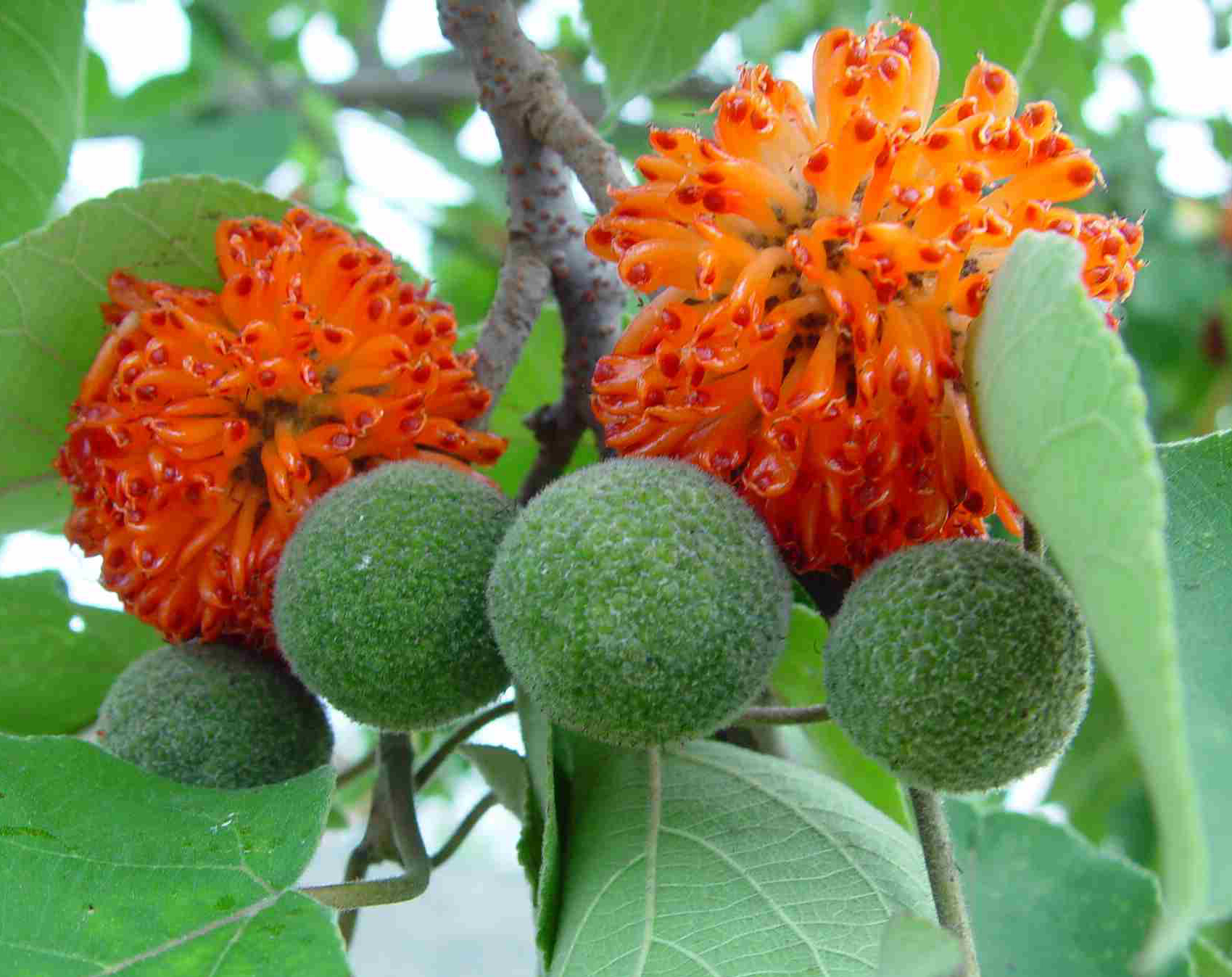 PAPER MULBERRY (Broussonetia papyrifera)