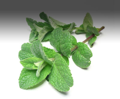 PEPPERMINT OIL (Mentha piperita)