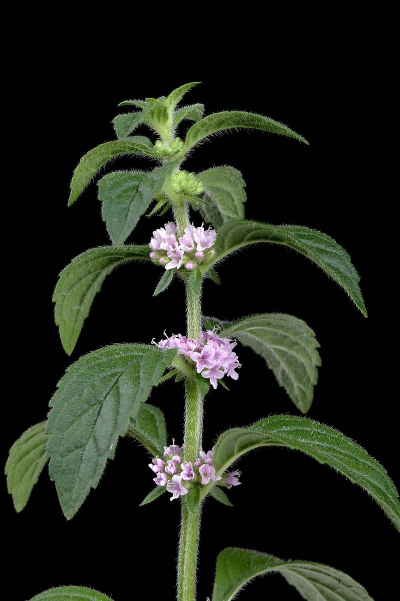 CORNMINT OIL (Mentha arvensis)