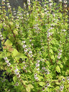 GINGER MINT (Mentha gentilis)