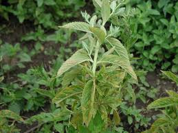 SCOTCH SPEARMINT OIL (Mentha cardiaca Ger.)