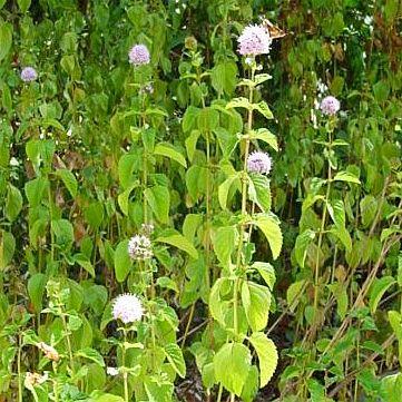 BERGAMOT MINT OIL (Mentha citrata Ehrh)