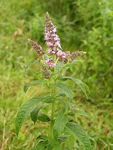 HORSE MINT OIL (Mentha longifolia)