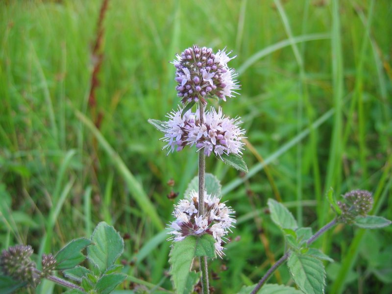 WATER MINT OIL (Mentha aquatica)