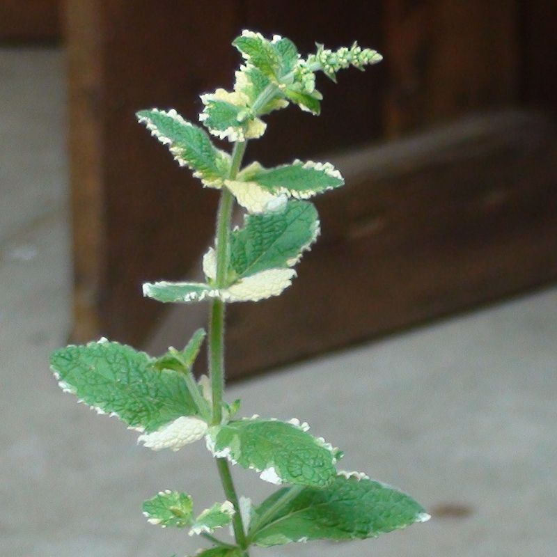 PINEAPPLE MINT OIL (Mentha suaveolens 