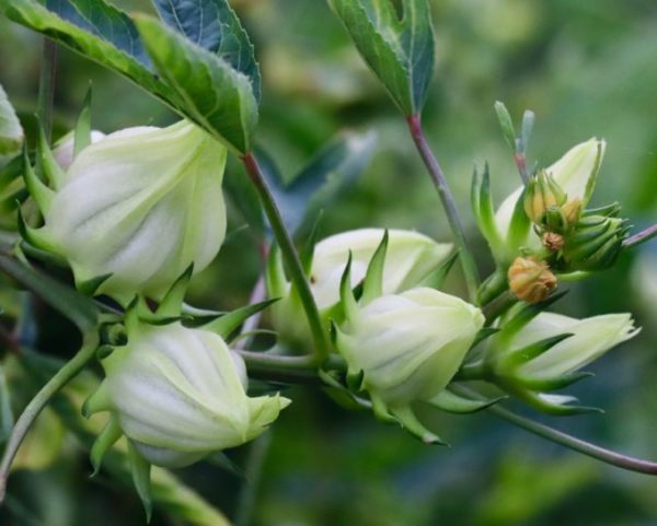 ROSELLE LEAF, GREEN CULTIVAR (postflowering stage)