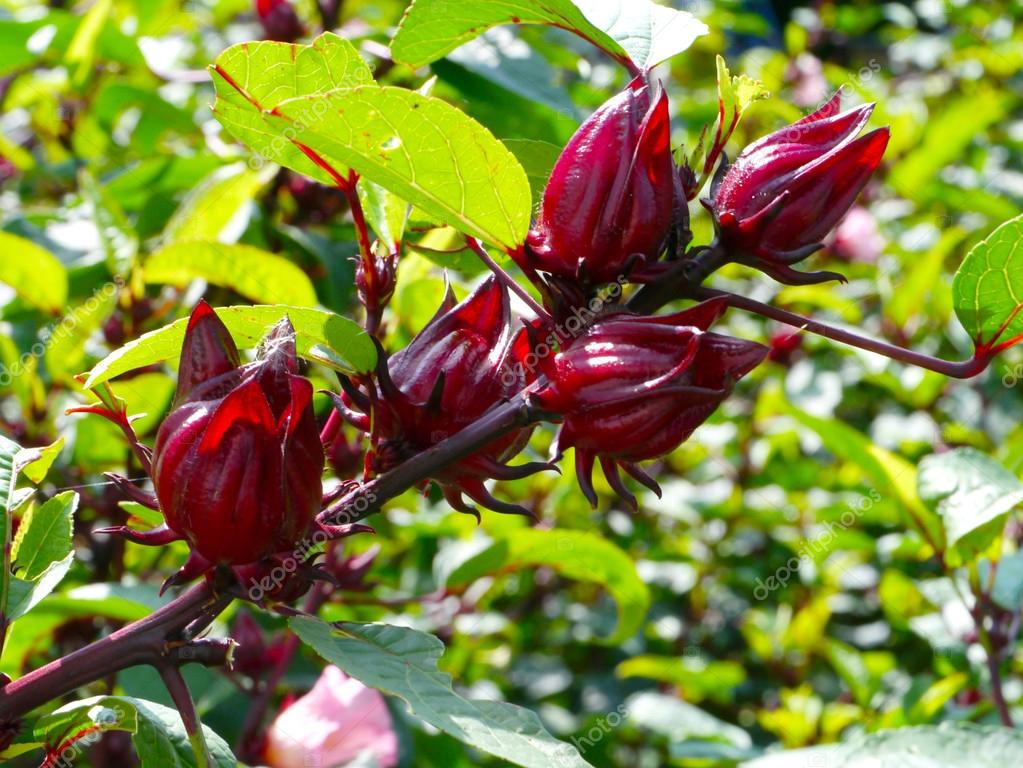ROSELLE LEAF, RED CULTIVAR (pre-flowering stage)