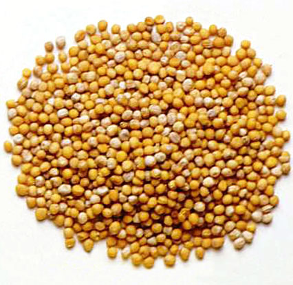 MUSTARD (Brassica species)