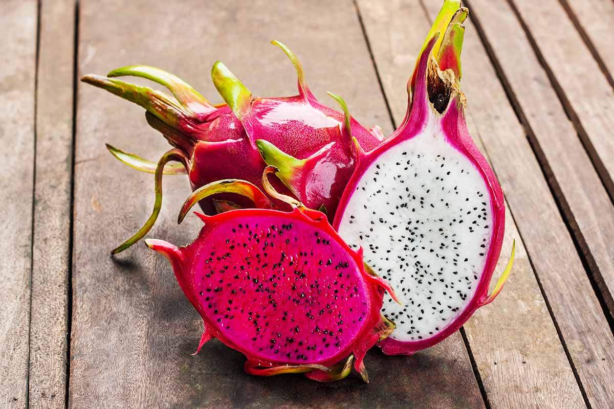 DRAGON FRUIT (genus Hylocereus/Selenicereus)