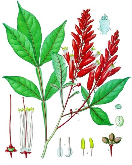 QUASSIA AMARA