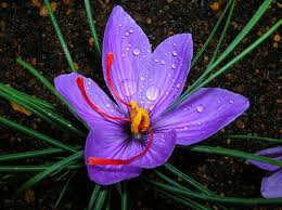 SAFFRON (Crocus sativus L.)