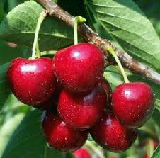 SWEET CHERRY (Prunus avium L.)