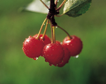 SOUR CHERRY (Prunus cerasus L.)