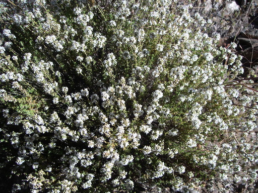 THYMUS ZYGIS L.