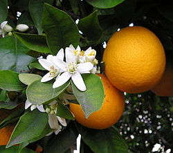ORANGE OIL (Citrus sinensis L. Osbeck)