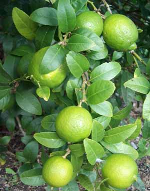 LIME OIL (coldpressed)