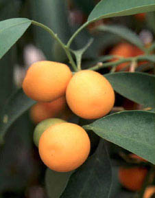 KUMQUAT OIL (Citrus/Fortunella species)
