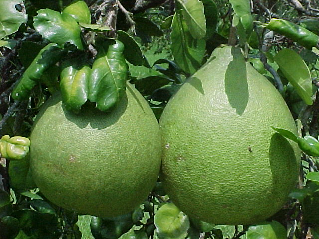 POMELO PEEL OIL (Citrus grandis Osbeck)