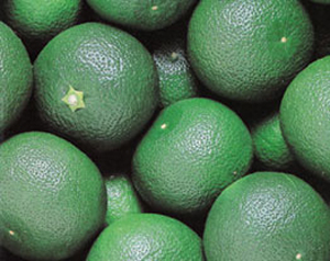 SUDACHI OIL (Citrus sudachi Hort. ex Shirai)