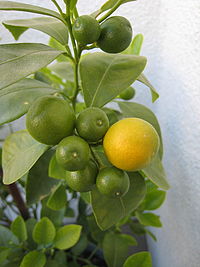 CALAMONDIN JUICE (Citrus mitis Blanco)