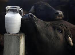WATER BUFFALO MILK