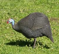 GUINEA HEN