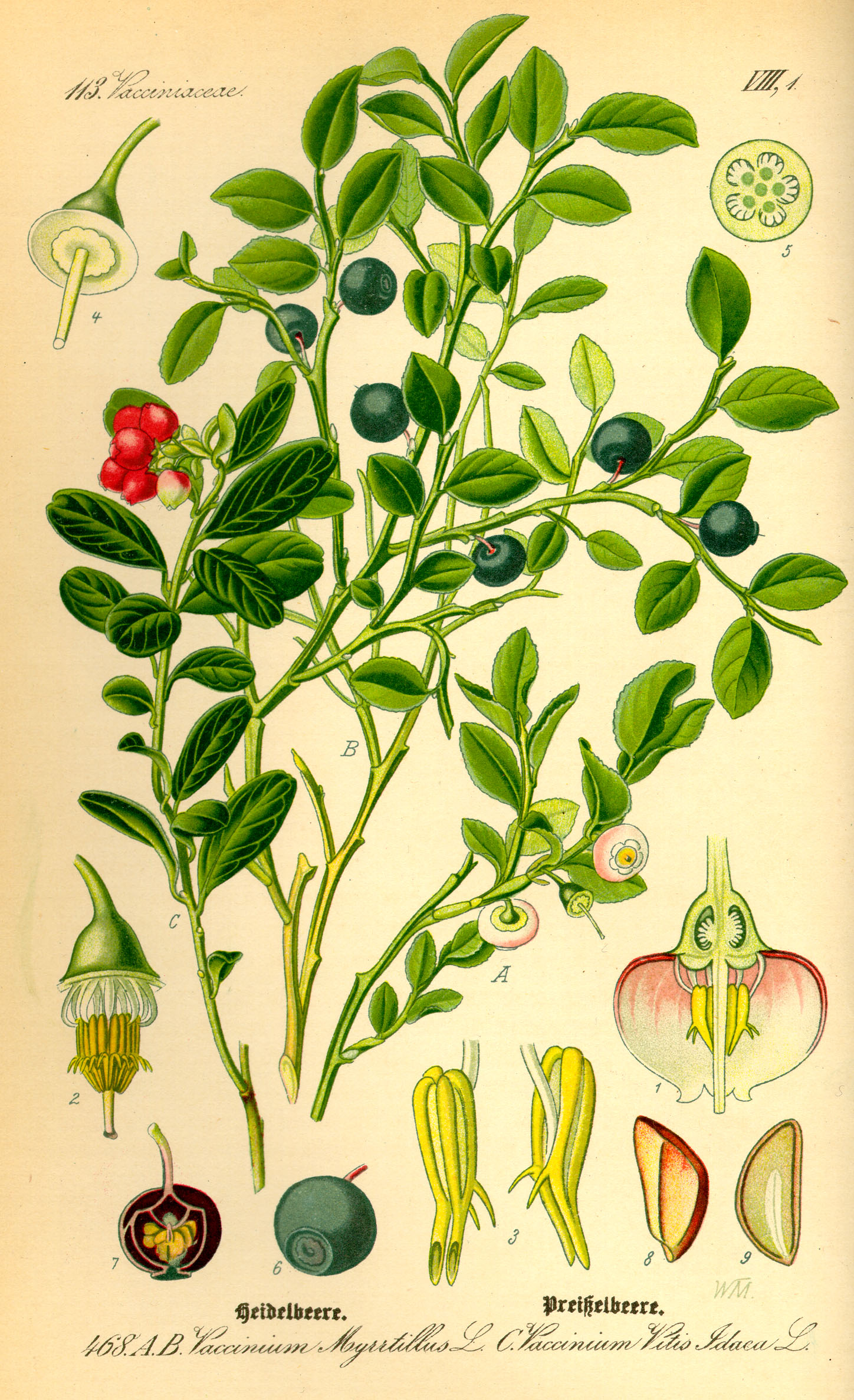 VACCINIUM SPECIES