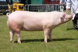 PORK