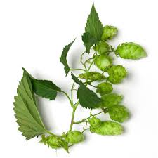 HOP CONES or PELLETS (Humulus lupulus)